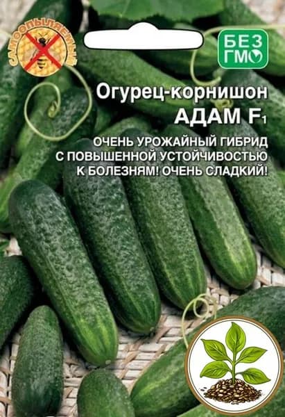 Семена коллекционные огурца Адам F1