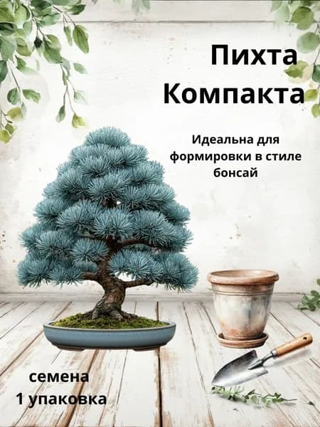 Пихта Компакта, семена бонсай, 10 шт