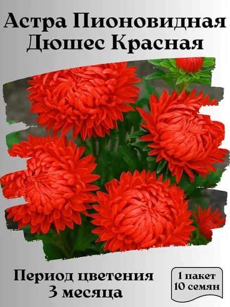 Астра Пионовидная Дюшес Красная, семена, 10 шт., 15 гр.