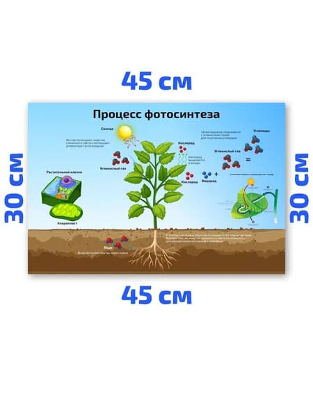 Плакат обучающий А3 Процесс фотосинтеза научный по биологии 30х45 см