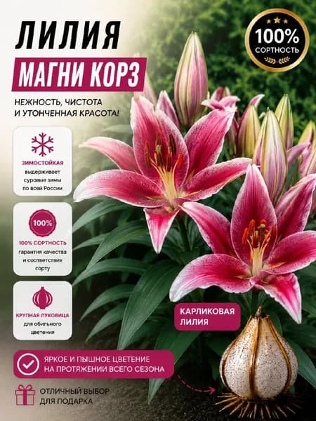 Саженец карликовой лилии "Магн Корз"