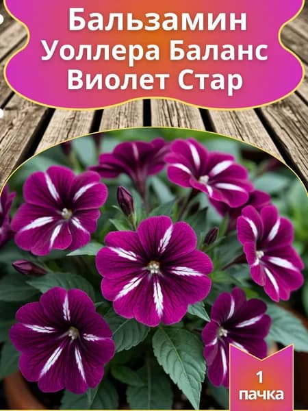 Бальзамин Баланс Виолет Стар Уоллера F3 (семена)