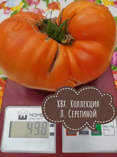 Завтрак Келлога Кросс ( КВХ)