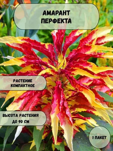 Амарант Перфекта семена 10 шт