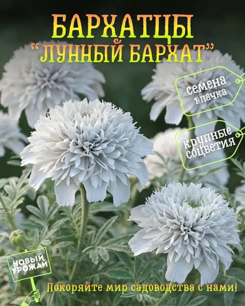 Бархатцы Лунный бархат, семена, 10 шт.