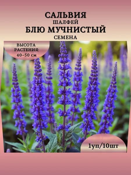 Сальвия (шалфей) "Блю Мучнистый" семена, 1 пачка