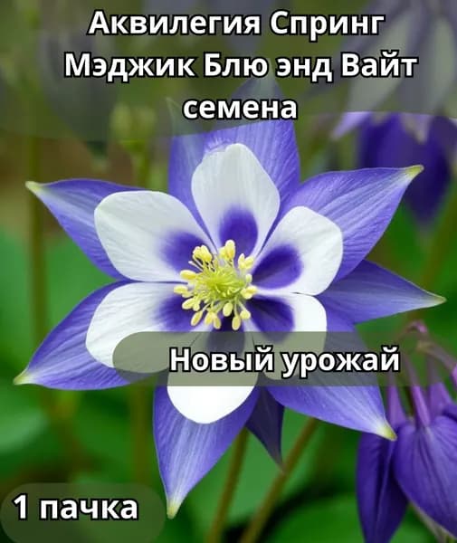 Аквилегия Спринг Мэджик Блю энд Вайт, семена 10шт