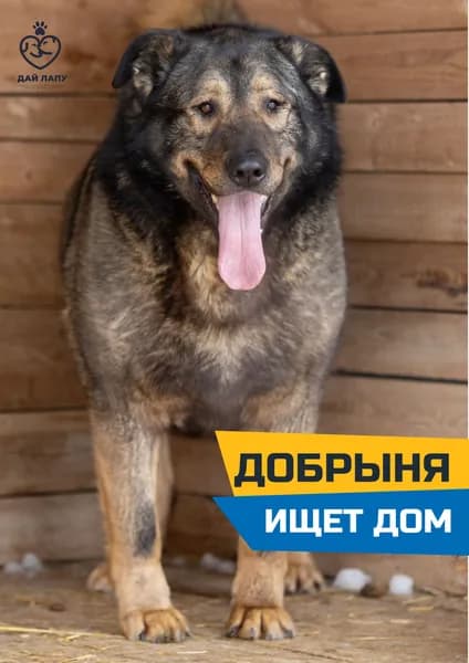 Помочь найти дом Добрыне