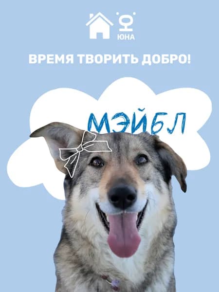 Помочь Мэйбл найти дом