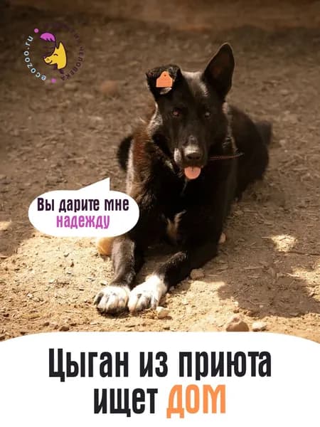 Помочь Цыгану найти дом