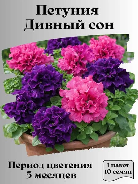 Петуния Дивный сон, семена, 10 шт.