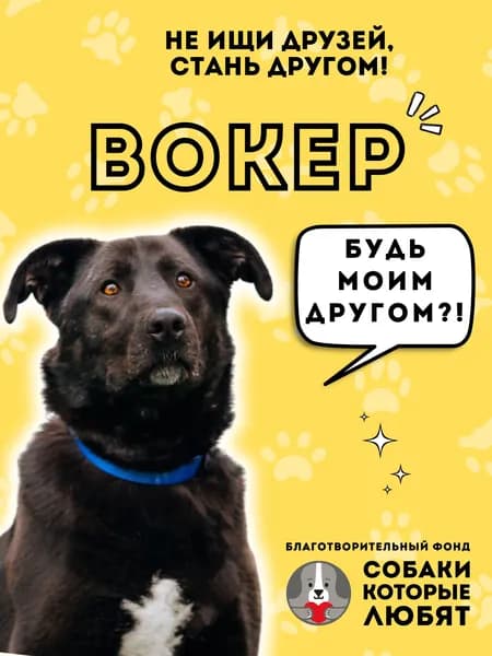 Помочь Вокеру найти дом