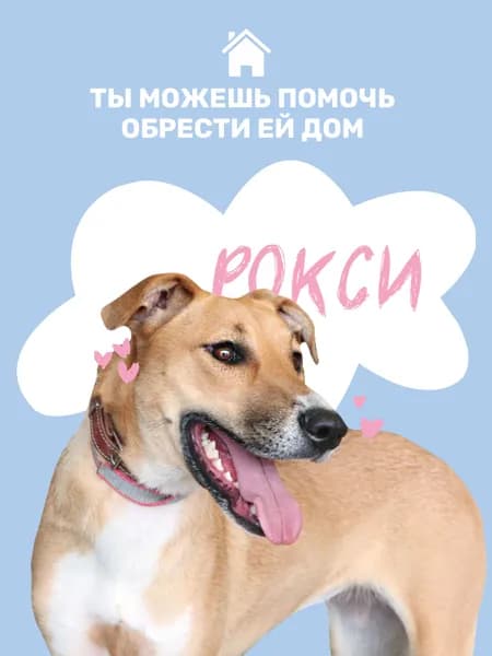 Помочь Рокси найти дом