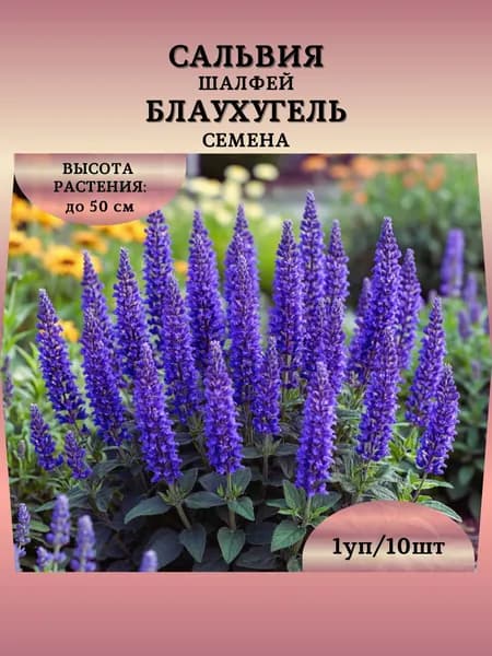 Сальвия (шалфей) "Блаухугель" семена, 1 пачка