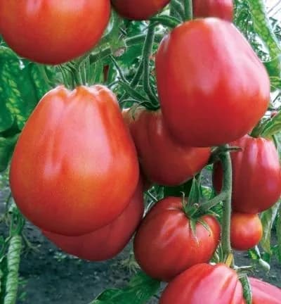 Коллекционные семена томата Фаворит 8