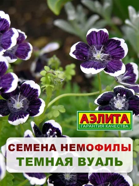 Семена Немофила "Темная вуаль" 0,1 гр, однолетние цветы для дачи, сада и огорода, клумбы, в открытый грунт, на балкон, в контейнер.