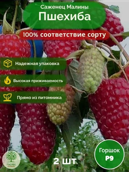 Малина Пшехиба саженцы P9 2 шт