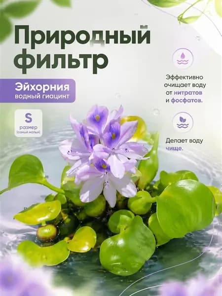 Эйхорния живое плавающее аквариумное растение размер S 1 шт