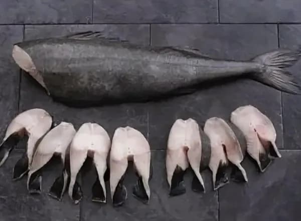 Угольная рыба 1,200 кг