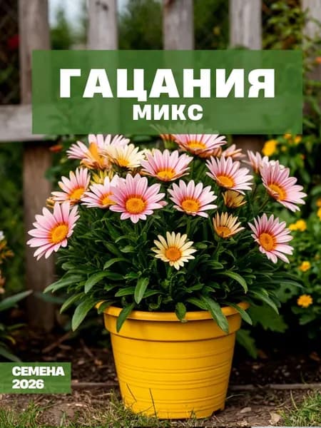 Газания, Гацания блестящая (микс),Семена 20 штук