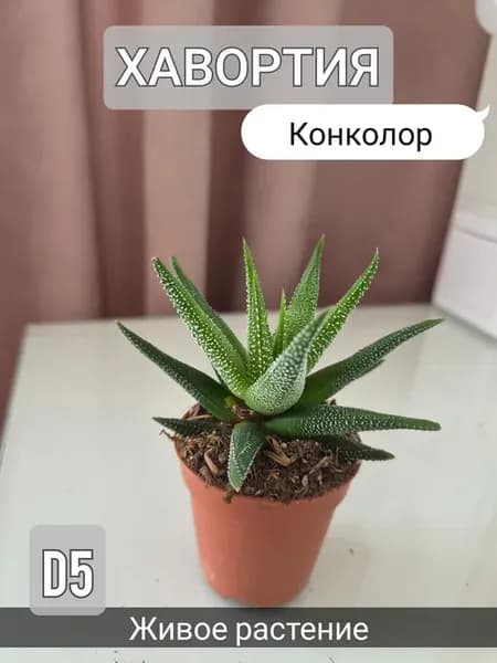 Хавортия Конколор D5 Живое растение