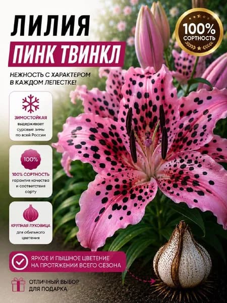 Саженец лилии"Пинк Твинкл"