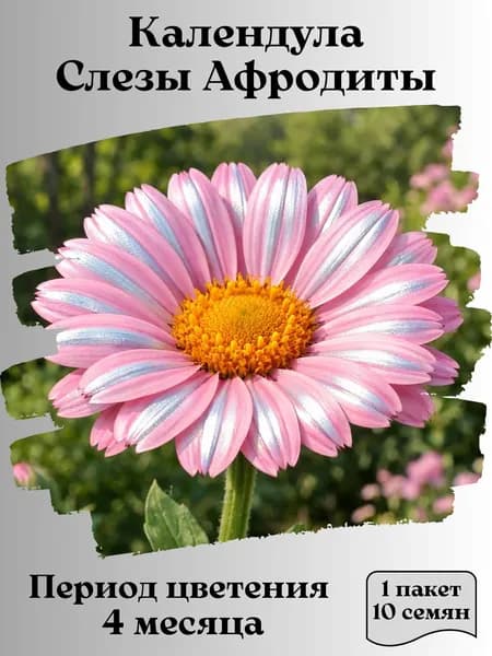 Календула Слезы Афродиты, семена, 10 шт.