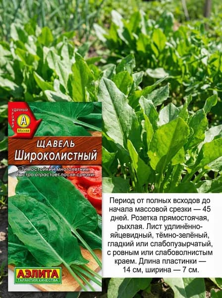 Семена щавеля Широколистный