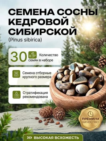 Семена Сосны кедровой сибирской, 30 шт