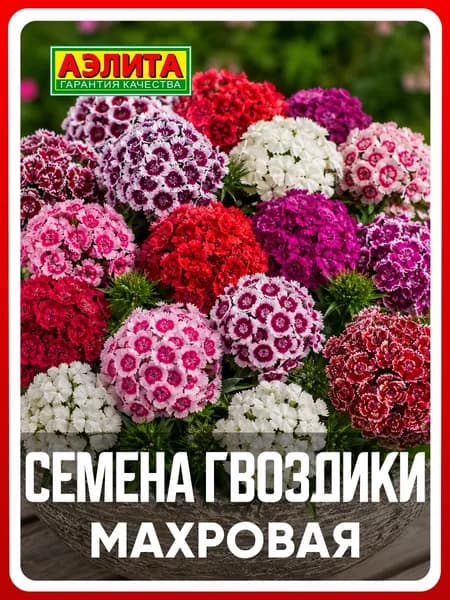 Семена Гвоздика бородатая "Махровая" турецкая смесь 0,2 гр, двулетние цветы для дома, дачи и сада, клумбы, в открытый грунт, в ящик.
