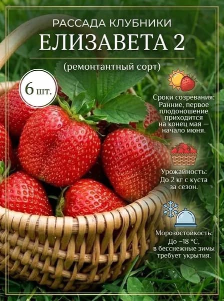 Клубника ремонтантная Елизавета 2, 6шт.