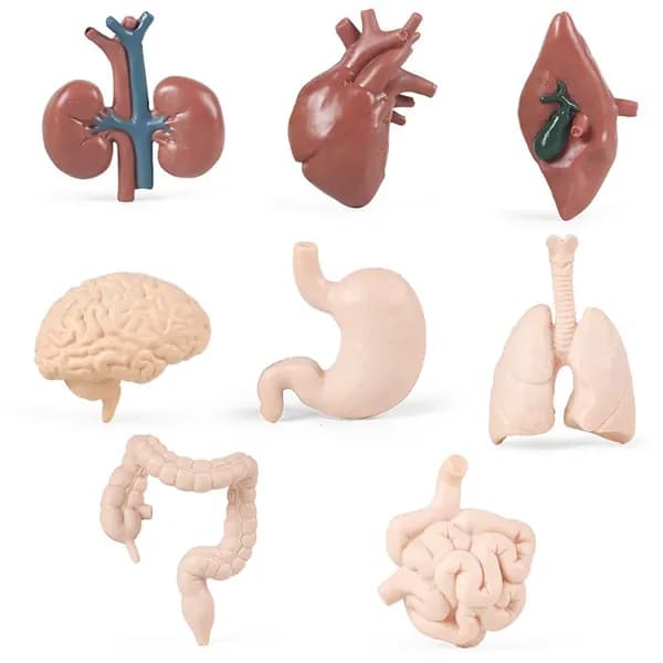 8PCS Статуэтки внутренних органов