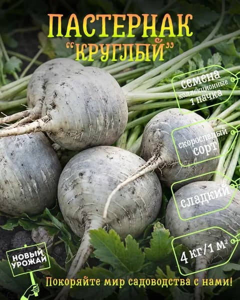 Пастернак Круглый, коллекционные семена, 10 шт.