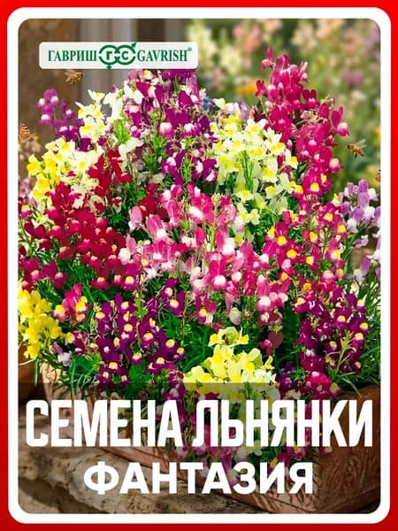 Семена Льнянка марроканская "Фантазия" 0,2 гр, однолетние цветы для дома, дачи и сада, клумбы, в открытый грунт, на рассаду, в контейнер.
