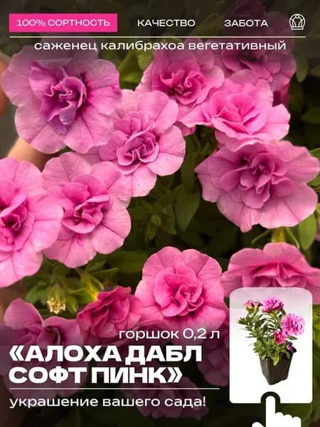 Калибрахоа Алоха Дабл Софт Пинк