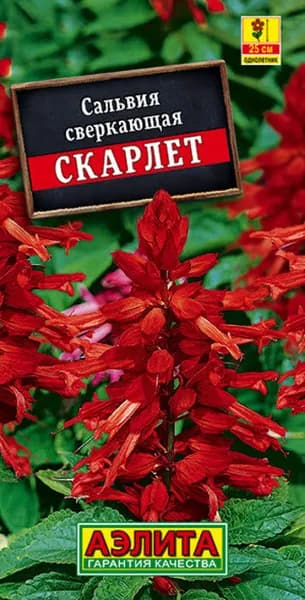 Семена Сальвия сверкающая Скарлет (0,1г) - Аэлита. Низкорослая 25 см, ярко-алая для клумб и бордюров. Обильное цветение, для вазонов
