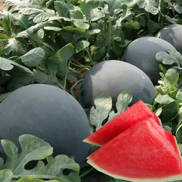 Non-branded Стабилизированные цветы, 10 см, 15.8 гр