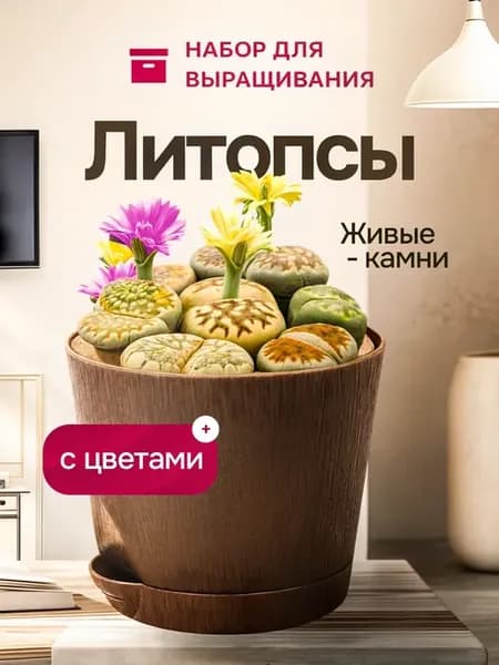 Набор для выращивания растений Литопсы Живые камни