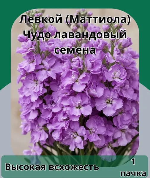 Левкой (Маттиола)Чудо лавандовый, семена 10шт