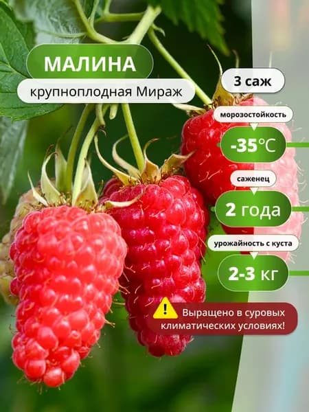 Малина саженцы крупноплодная Мираж 3 шт