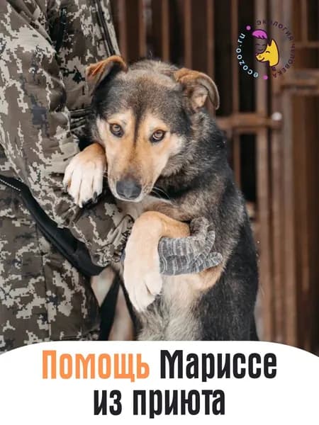 Помочь Мариссе Белле найти дом
