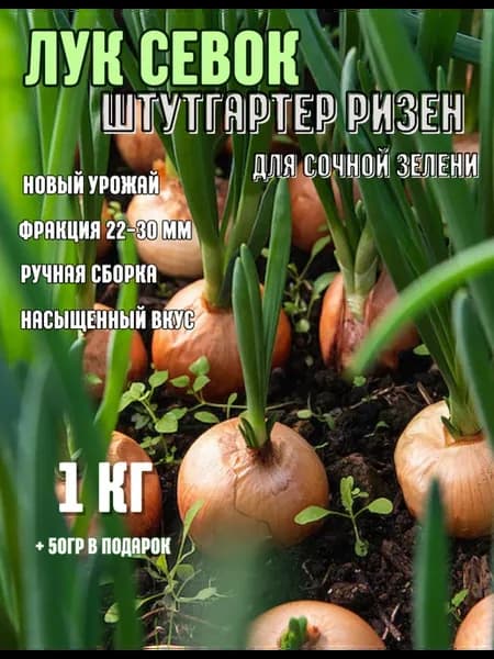 Лук севок для посадки на зелень 1 кг