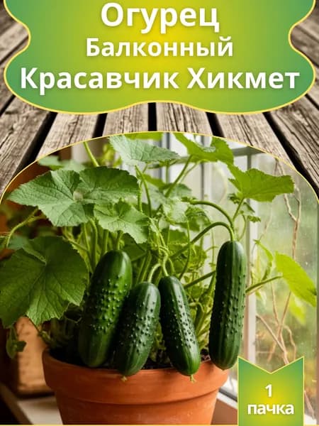 Семена Огурцов балконных "КРАСАВЧИК ХИКМЕТ" F1,1 пачка