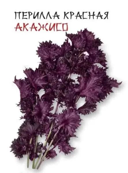 Коллекционные семена петрушки красная Акажисо