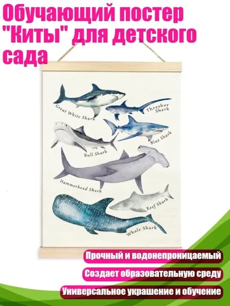 Обучающий постер "Киты" для детского сада, - 50x70 - Стиль 2