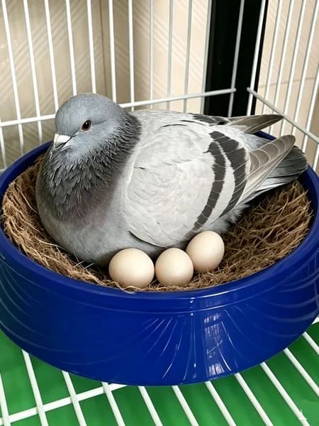 Пластиковое гнездо для голубей, круглое гнездо для разведения голубей, место для высиживания яиц в клетке