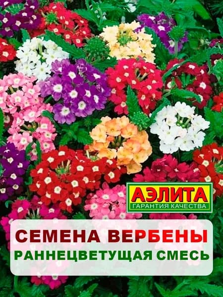 Семена вербена "Раннецветущая", смесь, 30 шт, однолетние цветы, для дачи, сада и огорода, клумбы, в открытый грунт