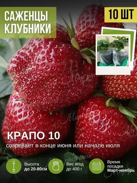 Саженцы клубники рассада Крапо-10