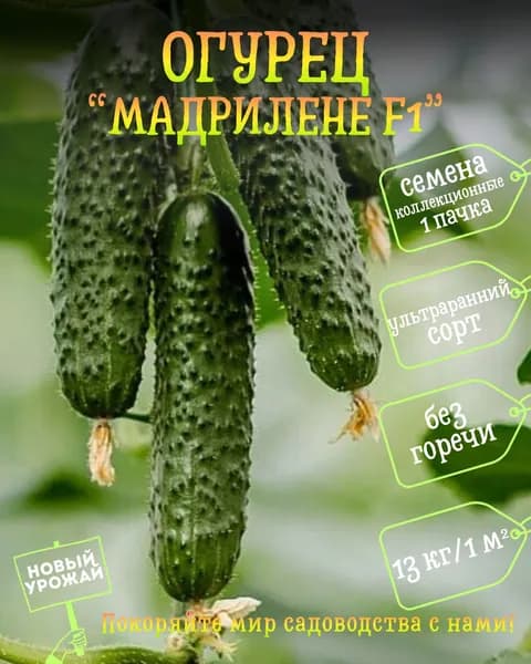 Огурец Мадрилене F1, коллекционные семена, 10 шт.
