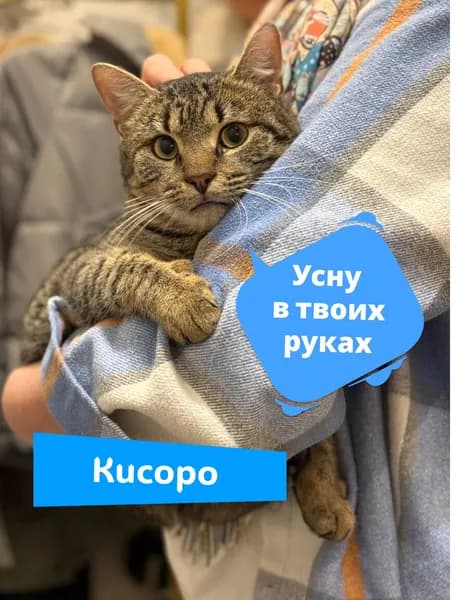 Помочь котику Кисоро найти дом